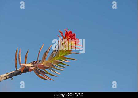 Euphorbia plant that has turned red in colour. Euphorbia rigida, blue sky background. Stock Photo