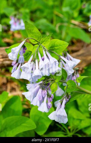 Spring bluebells in Illinois Canyon at Starved Rock State Park ...