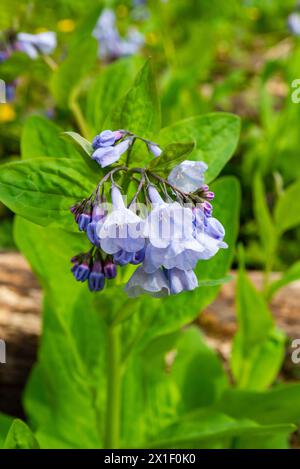 Spring bluebells in Illinois Canyon at Starved Rock State Park ...