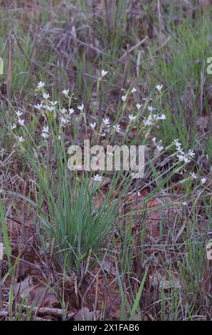 Prairie Blue-eyed Grass, Sisyrinchium campestre Stock Photo