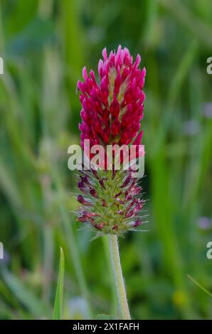 Crimson Clover, Trifolium incarnatum Stock Photo