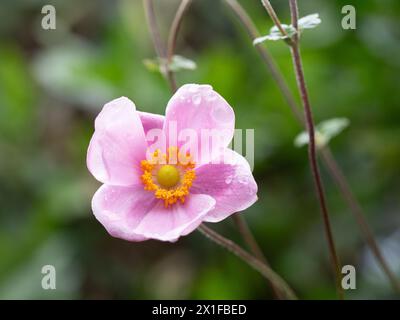 Japanese Windflower with water drops on pink petals and yellow stamens in the garden Stock Photo