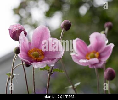 Japanese Windflowers and buds on willowy stems in the garden, pink petals Stock Photo