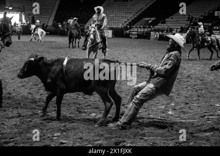 Little Rock, Arkansas, USA. 6th Apr, 2024. A cowboy tracks down a cow by holding its tail, during the second annual Defeat the Beast Rodeo at Barton Coliseum in Little Rock, Arkansas. (Credit Image: © Brian Branch Price/ZUMA Press Wire) EDITORIAL USAGE ONLY! Not for Commercial USAGE! Stock Photo