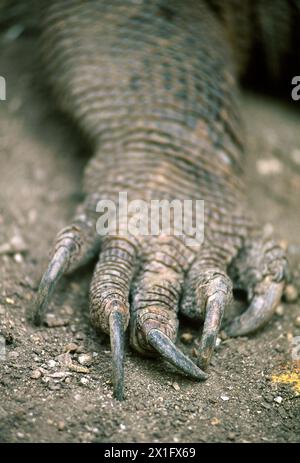 Komodo dragon (Varanus komodoensis) foot and claws detail, Komodo ...