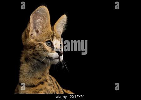 Closeup Portrait of Serval Cat looking at side isolated on Black Background in studio, profile view Stock Photo