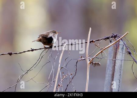Brittens Pond, Worplesdon. 15th April 2024. Sunny but very windy weather across the Home Counties this afternoon. A wren (troglodytes troglodytes) at Brittens Pond in Worplesdon, near Guildford, in Surrey. Credit: james jagger/Alamy Live News Stock Photo