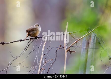 Brittens Pond, Worplesdon. 15th April 2024. Sunny but very windy weather across the Home Counties this afternoon. A wren (troglodytes troglodytes) at Brittens Pond in Worplesdon, near Guildford, in Surrey. Credit: james jagger/Alamy Live News Stock Photo