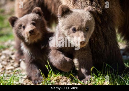 Two little brown bear cub in summer forest Stock Photo - Alamy