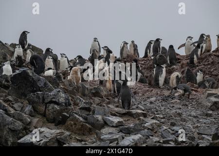 Penguin Chinstrap (Pygoscelis antarcticus), breeding colony on rock slope, adults and young, Half Moon Island, South Shetland Islands, Antarctica, Jan Stock Photo