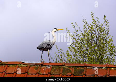 Grey heron (Ardea cinerea) on a roof of a shed with old, red glazed roof tiles, tuiles du nord. Cloudy sky. Spring, April, Netherlands Stock Photo