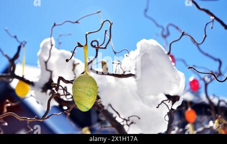 Easter eggs on snow covered twig on 3rd April 2015. - 20150403 PD2512 - Rechteinfo: Rights Managed (RM) Stock Photo