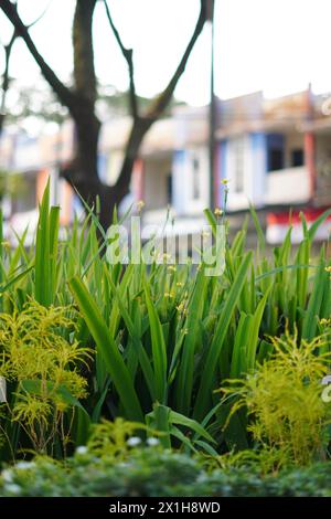 Plants with long grass-like shapes are green with other plants and a blurred background Stock Photo