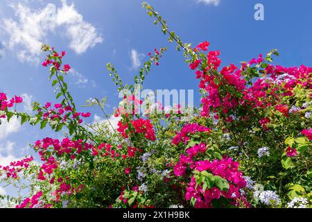 Vibrant bougainvillea flowers burst with pink hues, intertwined with delicate plumbago blooms under a clear blue sky, creating a stunning natural spec Stock Photo