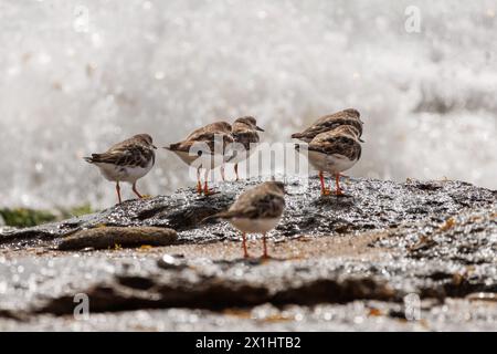 Group of Turnstones, Arenaria interpres, on rock in the Mediterranean Sea and wave breaking in the background, Spain Stock Photo