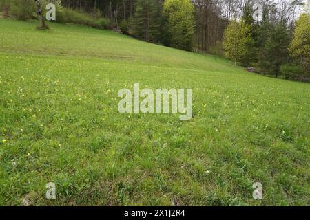 Green meadow full of yellow cowslips at the edge of the forest in spring. Stock Photo