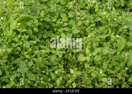 Close-up of blooming chickweed in the garden Stock Photo