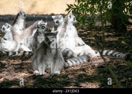 Group of ring-tailed lemurs sitting looking at camera Stock Photo