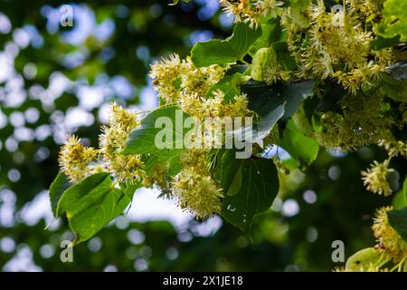 Linden tree flowers clusters tilia cordata, europea, small-leaved lime, littleleaf linden bloom. Pharmacy, apothecary, natural medicine, healing herba Stock Photo