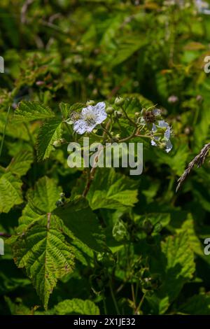 Flower of European dewberry Rubus caesius in the summer. Stock Photo