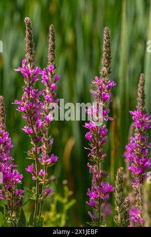 Purple loosestrife Lythrum salicaria inflorescence. Flower spike of plant in the family Lythraceae, associated with wet habitats. Stock Photo