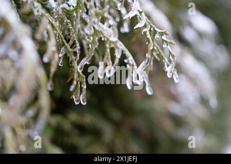 beautiful crystal frost on thuja evergreen with icy leaves, foliage and tree branches, frosty winter weather concept, beauty of nature, background for Stock Photo