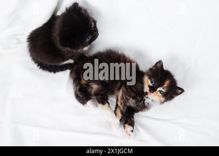Two cute kittens on white sheet background. Stock Photo