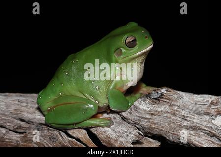 Australian Green Tree Frog resting on tree branch Stock Photo
