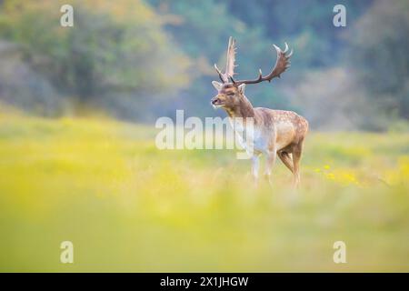 Fallow deer Dama Dama stag walking in a forest. The nature colors are clearly visible on the background, selective focus is used. Stock Photo