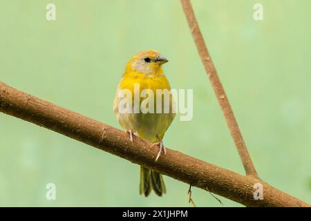 Closeup of a saffron finch, Sicalis flaveola, perched in a forest. Stock Photo