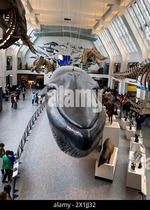 General view of the Mammals hall with a blue whale model at Natural History Museum in London, United Kingdom, on April 11 2024 Stock Photo