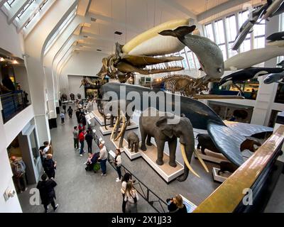 General view of the Mammals hall of the Natural History Museum in London, United Kingdom, on April 11 2024 Stock Photo
