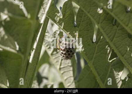 Along with the related taxon, Dolichovespula, they are often called collectively by the common name common wasp Stock Photo