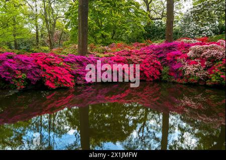 The Isabella Plantation in Richmond Park London in full bloom with Azalea flowers hanging into the pond Stock Photo