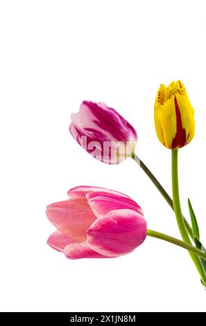 An arrangement of tulips in a vase in a village flower show. Stock Photo