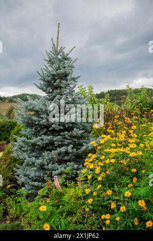Growing blue Picea glauca in a coniferous garden Stock Photo