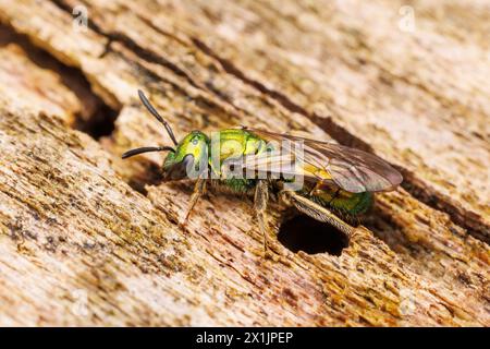 Pure Gold-green Sweat bee (Augochlora pura) Stock Photo