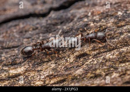 Two Acorn Ants (Temnothorax schaumii) move across the bark of a tree. Stock Photo