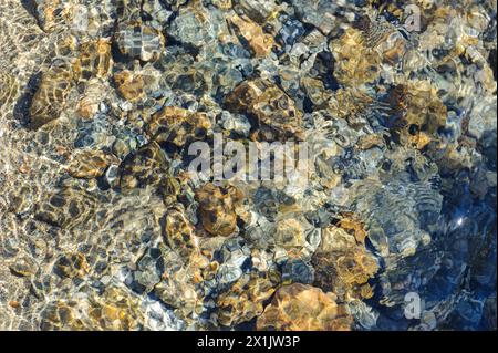 Sunlight dances on a bed of smooth rocks submerged in pristine stream water. Stock Photo