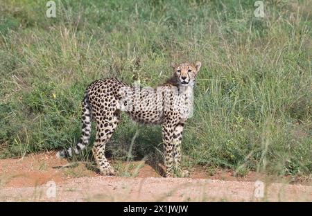 Cheetah (Acinonyx jubatus) Stock Photo