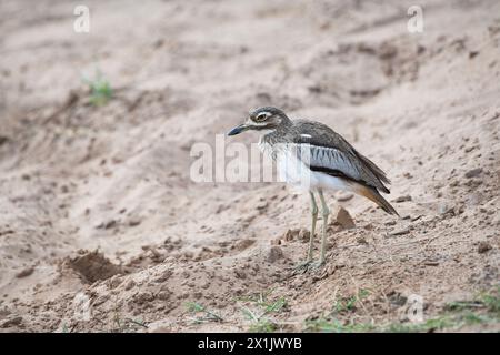 Water thick-knee (Burhinus vermiculatus), also know as the water dikkop Stock Photo