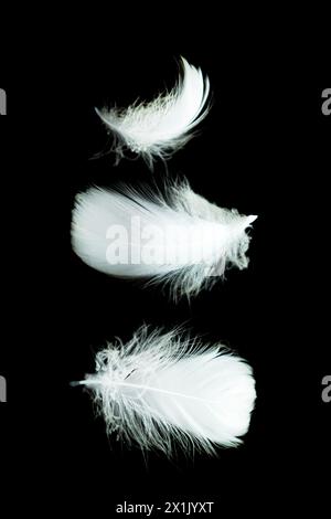 Soft bird white feathers isolated on black background. Stock Photo