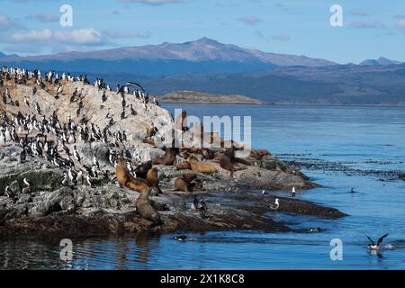 Ushuaia, Tierra del Fuego, Argentina - Cormorants and sea lions perch on a rock in the Beagle Channel, the Beagle Channel is a natural waterway at the Stock Photo