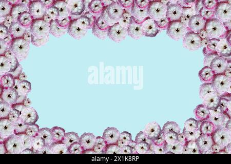 Pink and white ruffled ranunculus over a blue background. Overhead top view. Stock Photo