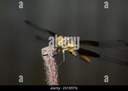 beautiful dragonfly sitting on a tree branch Stock Photo