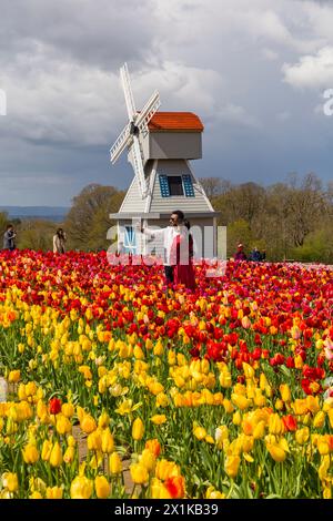 Tulleys Tulip Fest at Tulleys Farm, Turners Hill, Crawley, West Sussex ...