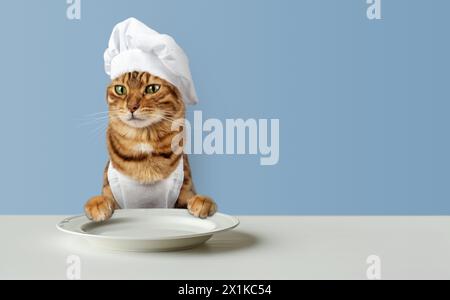 Cat chef and an empty plate on the table. Copy space. Stock Photo