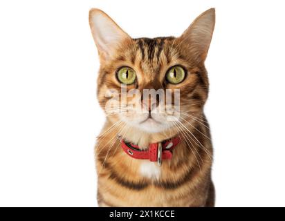 Portrait of a Bengal cat in a red collar on a white background. Close-up. Stock Photo