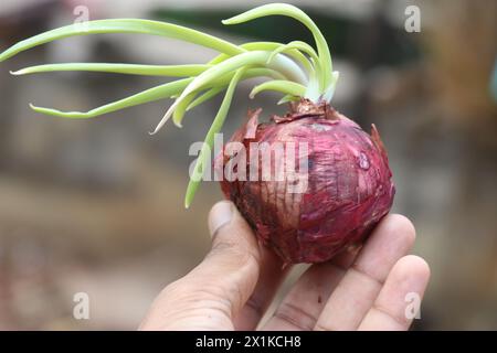 Onion with fresh sprouts held in the hand on a natural background Stock Photo