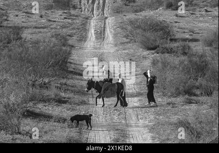 Bedouin  riding a donkey in the desert Stock Photo